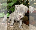Small Photo #13 American Bully Puppy For Sale in PHILA, PA, USA