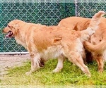 Small #12 Golden Retriever