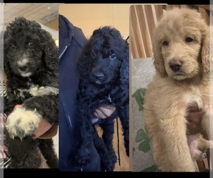 Goldendoodle Litter for sale in CLARKSVILLE, TN, USA