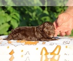 Small #1 ShihPoo