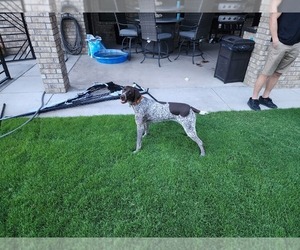 Mother of the German Shorthaired Pointer puppies born on 10/28/2025