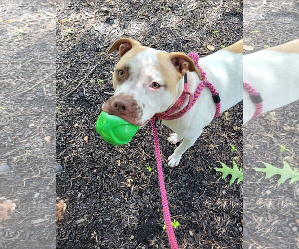 Medium Photo #26 American Staffordshire Terrier-Unknown Mix Puppy For Sale in Rockaway, NJ, USA