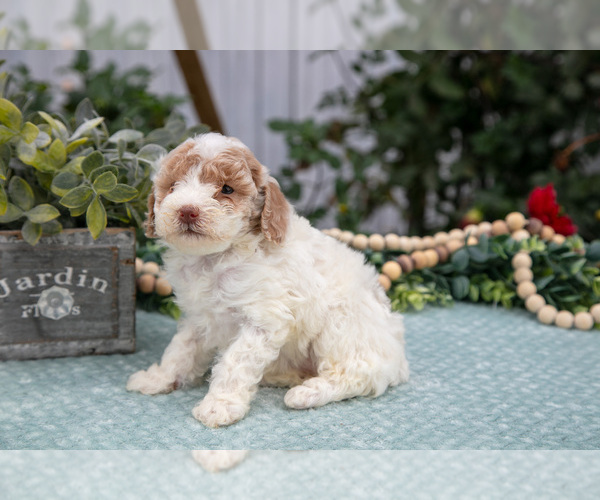 Medium Photo #2 Poodle (Miniature) Puppy For Sale in FARWELL, MI, USA