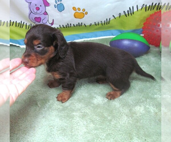 Medium Photo #4 Dachshund Puppy For Sale in RATTAN, OK, USA