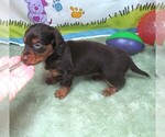 Small #3 Dachshund