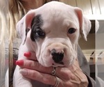 Small Photo #7 American Bully Puppy For Sale in WILLIAMSVILLE, IL, USA