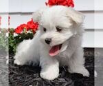 Small #3 Maltese