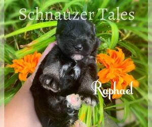 Schnauzer (Miniature) Puppy for sale in BRANON, NC, USA