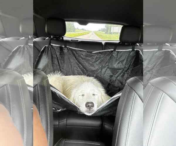 Medium Photo #5 Great Pyrenees Puppy For Sale in Croydon, NH, USA