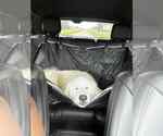 Small #4 Great Pyrenees