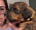 Small Photo #38 Bernedoodle Puppy For Sale in MOULTON, AL, USA