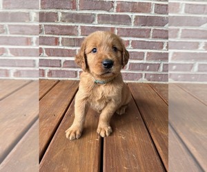 Golden Retriever Puppy for sale in KINGSPORT, TN, USA