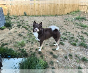 Father of the Pomsky puppies born on 04/05/2025