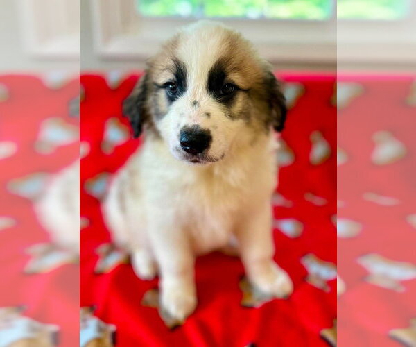 Medium Photo #1 Great Pyrenees-Unknown Mix Puppy For Sale in Osgood, IN, USA
