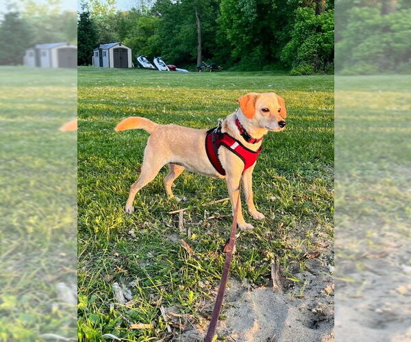 Medium Photo #5 Beagle-Chihuahua Mix Puppy For Sale in East Derry, NH, USA