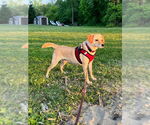 Small #4 Beagle-Chihuahua Mix