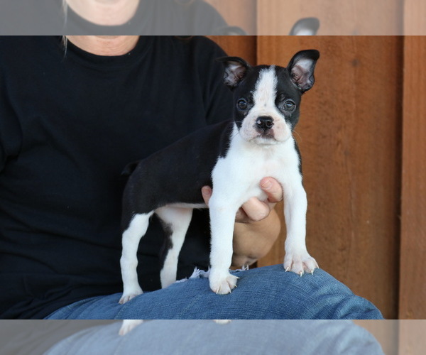 Medium Photo #1 Boston Terrier Puppy For Sale in MEDINA, TN, USA