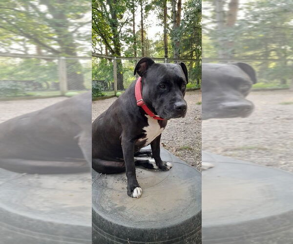 Medium Photo #9 American Pit Bull Terrier Puppy For Sale in St. Louis Park, MN, USA