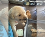 Puppy brown Golden Retriever