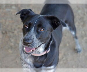 Mutt Dogs for adoption in Ojai, CA, USA