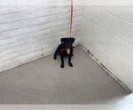 Small #1 American Pit Bull Terrier