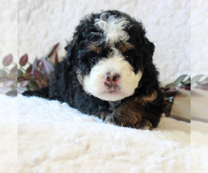 Bernedoodle-Poodle (Miniature) Mix Puppy for sale in NARVON, PA, USA