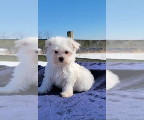 Medium Photo #1 Maltese Puppy For Sale in BRANSON, MO, USA