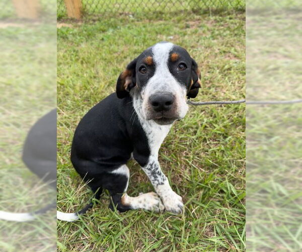 Medium Photo #3 Pointer-Unknown Mix Puppy For Sale in Tarrytown, GA, USA