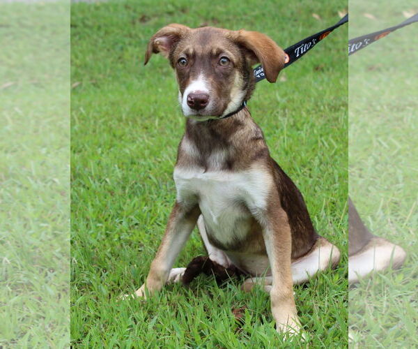 Medium Photo #3 Huskies -Unknown Mix Puppy For Sale in Prattville, AL, USA