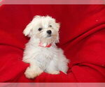 Small Photo #20 Maltese Puppy For Sale in PATERSON, NJ, USA