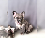 Puppy Puppy 4 French Bulldog