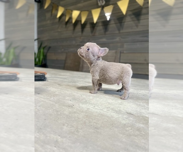 Medium Photo #1 French Bulldog Puppy For Sale in EASTVALE, CA, USA