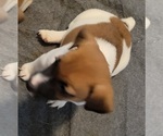 Small #4 Russell Terrier