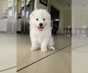 Samoyed Puppy for sale in NORCO, CA, USA