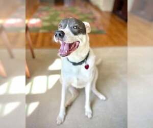 American Pit Bull Terrier-Unknown Mix Dogs for adoption in Overland Park, KS, USA