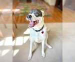Small American Pit Bull Terrier Mix