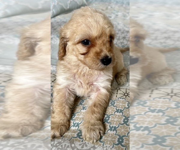 Medium Photo #6 Goldendoodle (Miniature) Puppy For Sale in PENSACOLA, FL, USA