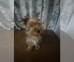 Small #16 Yorkshire Terrier