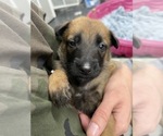 Small Photo #165 Belgian Malinois Puppy For Sale in REESEVILLE, WI, USA