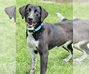 Labrador Retriever-Unknown Mix Dogs for adoption in Great Bend, KS, USA
