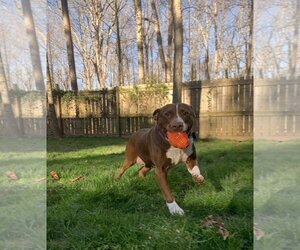 Beagle-Unknown Mix Dogs for adoption in Spotsylvania, VA, USA