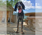 Small #3 Bluetick Coonhound