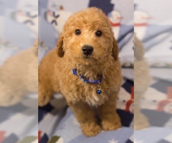 Medium Photo #3 Goldendoodle Puppy For Sale in MILWAUKEE, WI, USA