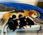 Small Photo #1 Beagle Puppy For Sale in VERNAL, UT, USA