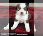 Small Photo #1 Australian Shepherd Puppy For Sale in RIDGELAND, SC, USA