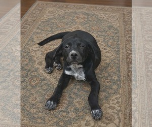 Mutt Dogs for adoption in Woodbury, NY, USA
