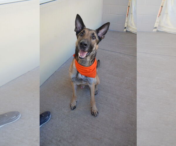 Medium Photo #2 German Shepherd Dog-Unknown Mix Puppy For Sale in McKinney, TX, USA