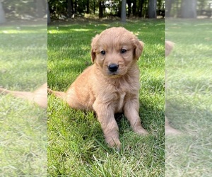 Golden Retriever Puppy for sale in FAIR HAVEN, MI, USA