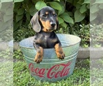 Reilly - Male Dachshund Puppy for Sale - Photo #3