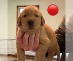 Small #1 Golden Retriever